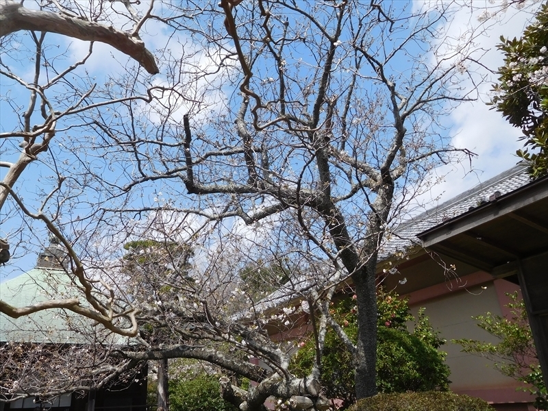 八重一重咲き分け桜1_R.JPG