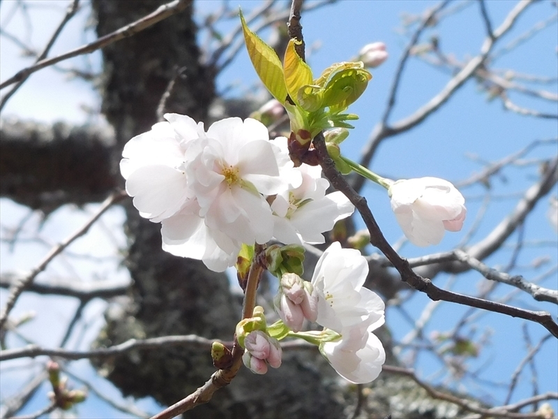 八重一重咲き分け桜2_R.JPG