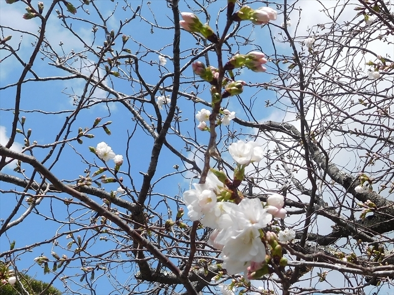 八重一重咲き分け桜3_R.JPG