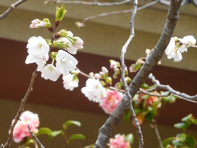 八重一重咲き分け桜4_R.JPG