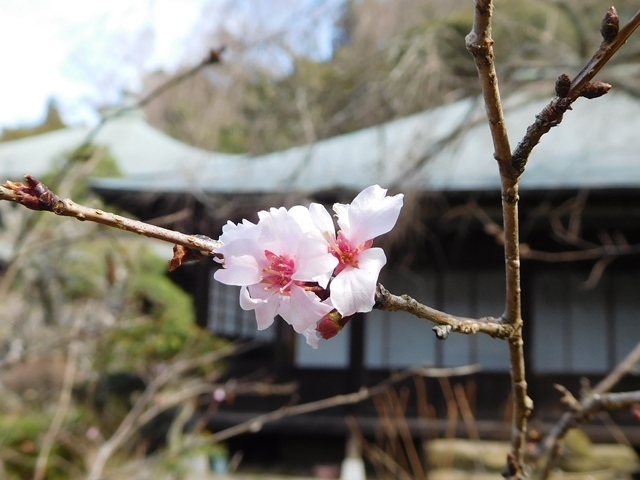 冬桜3.JPG