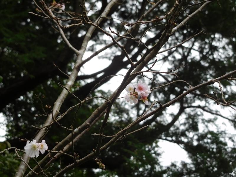 報国寺十月桜1_R.JPG