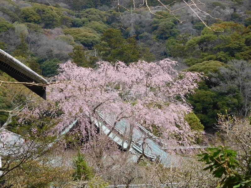 東慶寺本堂枝垂れ桜宝蔵側から_R.JPG
