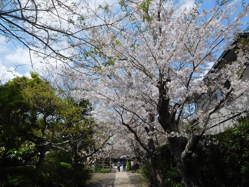極楽寺桜2_R.JPG