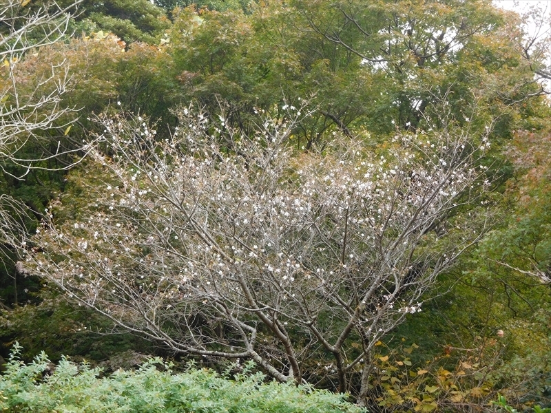 浄妙寺冬桜1_R.JPG