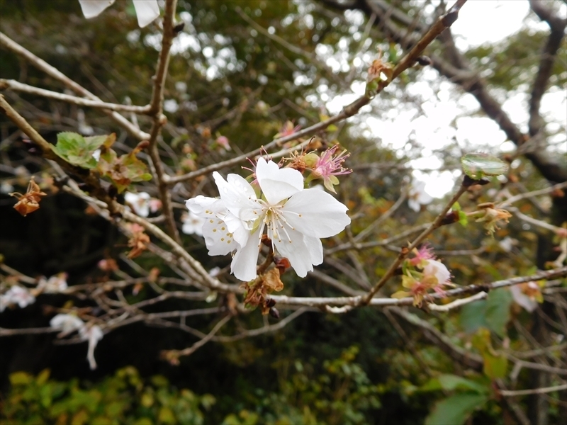 浄妙寺冬桜3_R.JPG