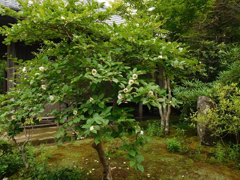 海蔵寺ナツツバキの木2_R.JPG