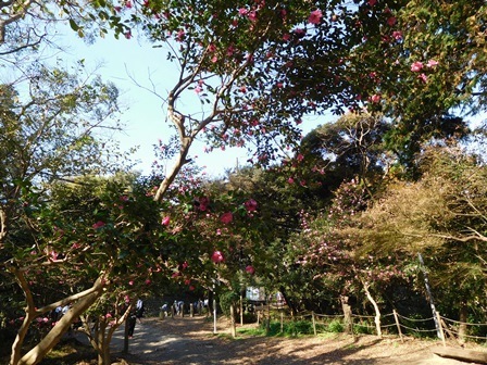 源氏山公園サザンカ1.JPG