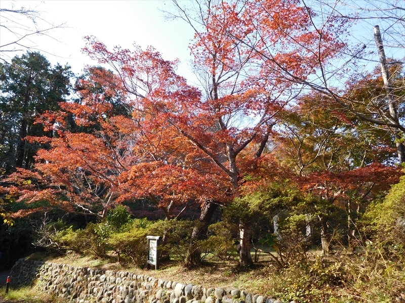 源氏山公園紅葉1_R.JPG