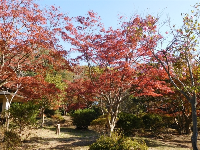 源氏山公園紅葉2_R.JPG