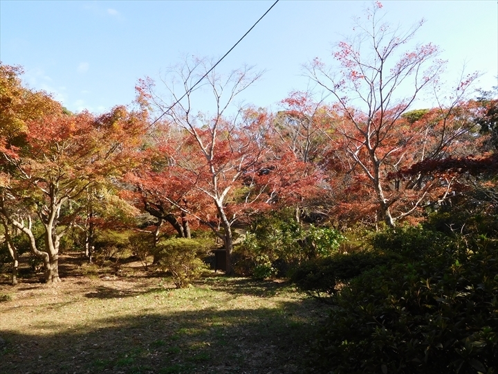 源氏山公園紅葉3_R.JPG