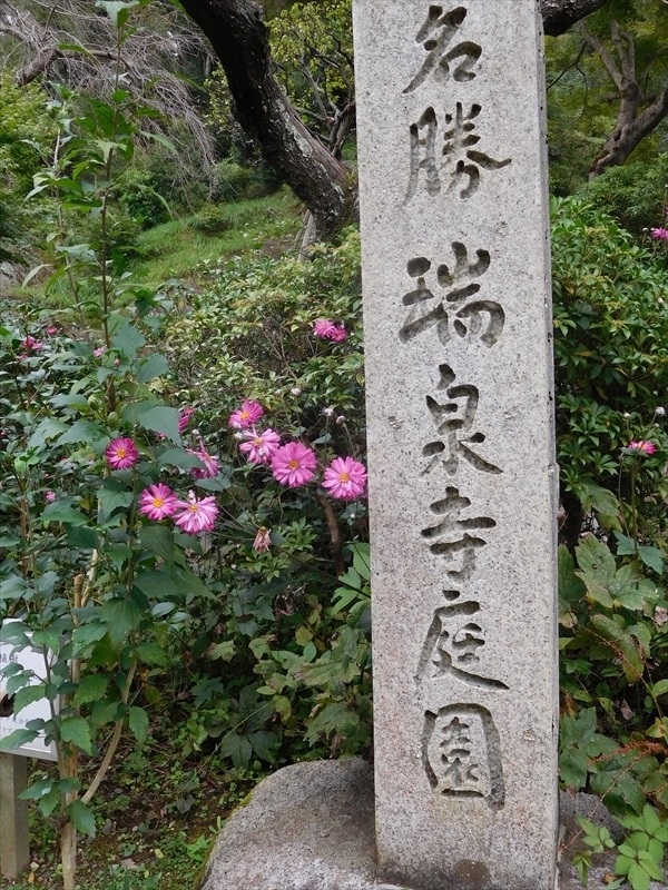 瑞泉寺庭園シュウメイギク1_R.JPG