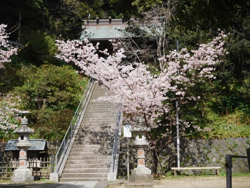 甘縄神明神社タマナワザクラ1_R.JPG