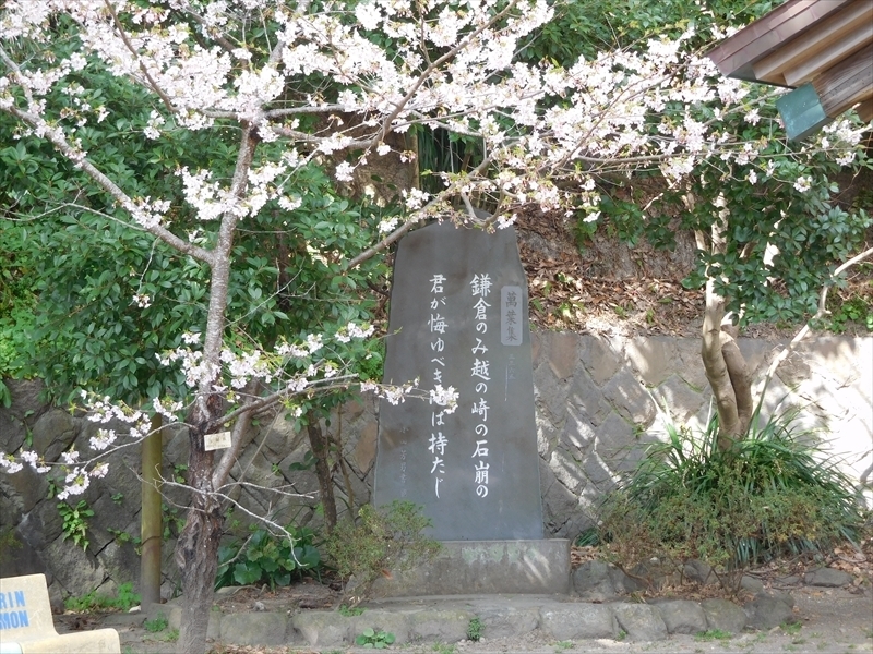 甘縄神明神社タマナワザクラ3_R.JPG