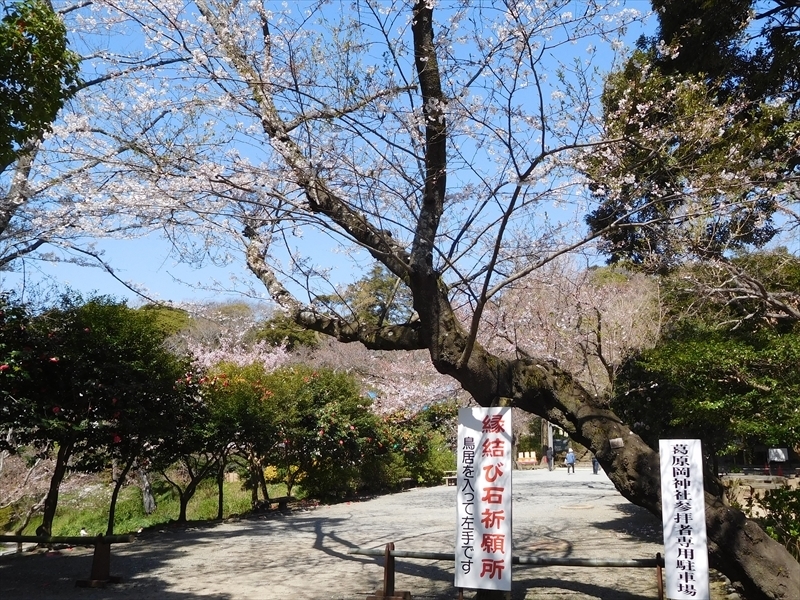 葛原岡神社ソメイヨシノ2_R.jpg