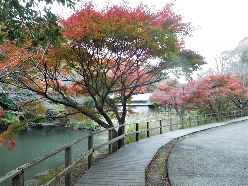 鎌倉中央公園カエデ紅葉1_R.JPG
