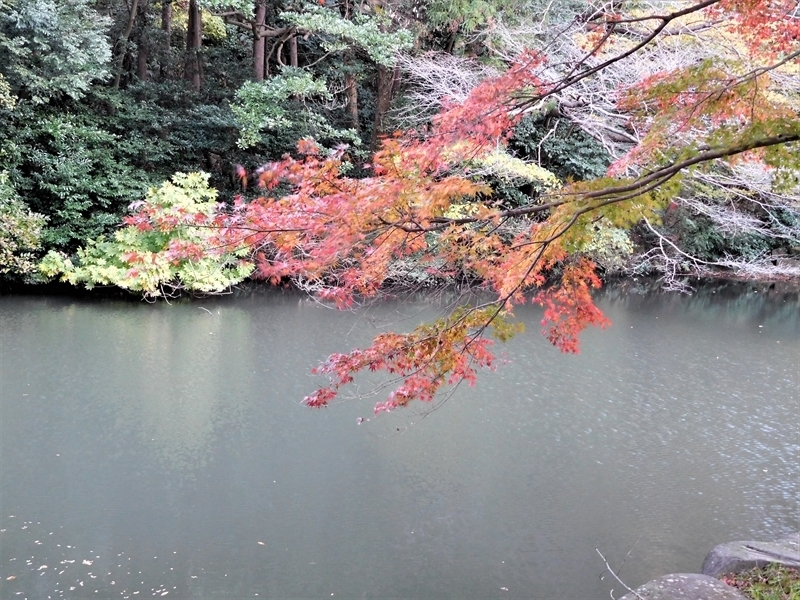 鎌倉中央公園カエデ紅葉2_R.JPG