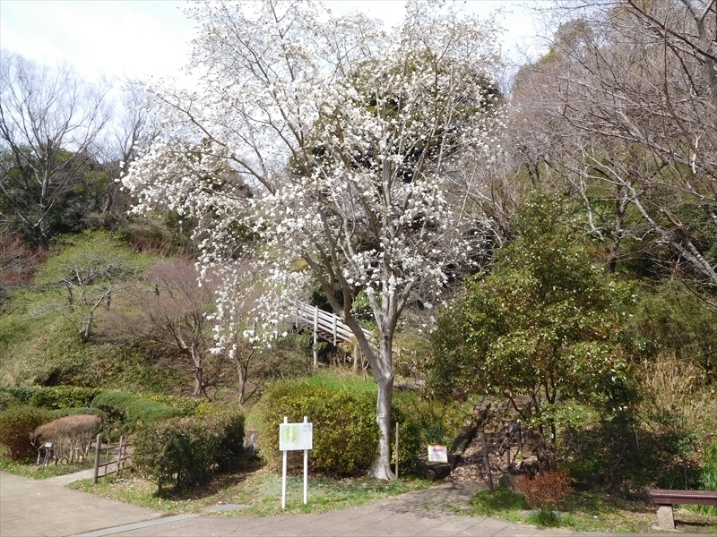 鎌倉中央公園コブシ1_R.JPG