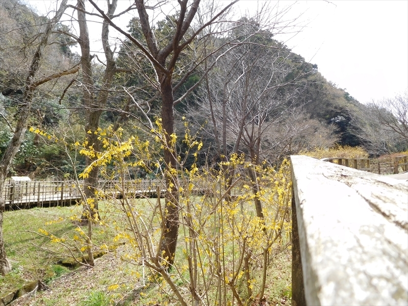 鎌倉中央公園レンギョウ1_R.JPG