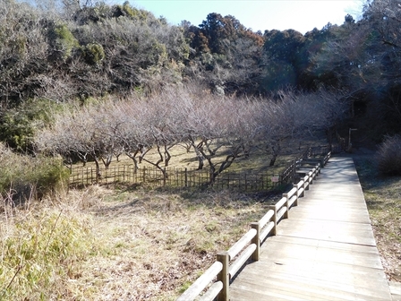 鎌倉中央公園梅林1_R.JPG