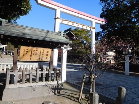 鎌倉宮鳥居カワヅザクラ1.JPG