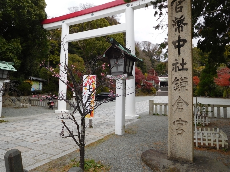鎌倉宮鳥居カワヅザクラ1_R.JPG