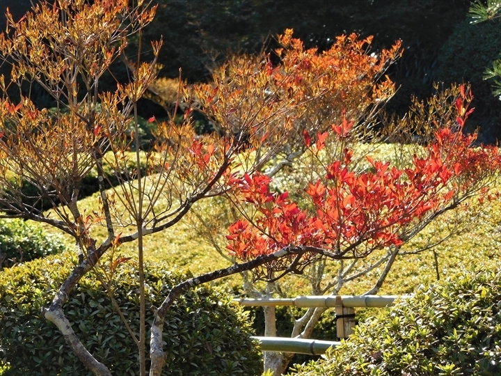 長壽寺庭園紅葉4_R.JPG