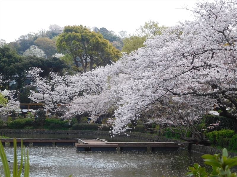 鶴岡八幡宮桜2_R.JPG