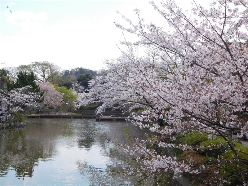 鶴岡八幡宮桜3_R.JPG