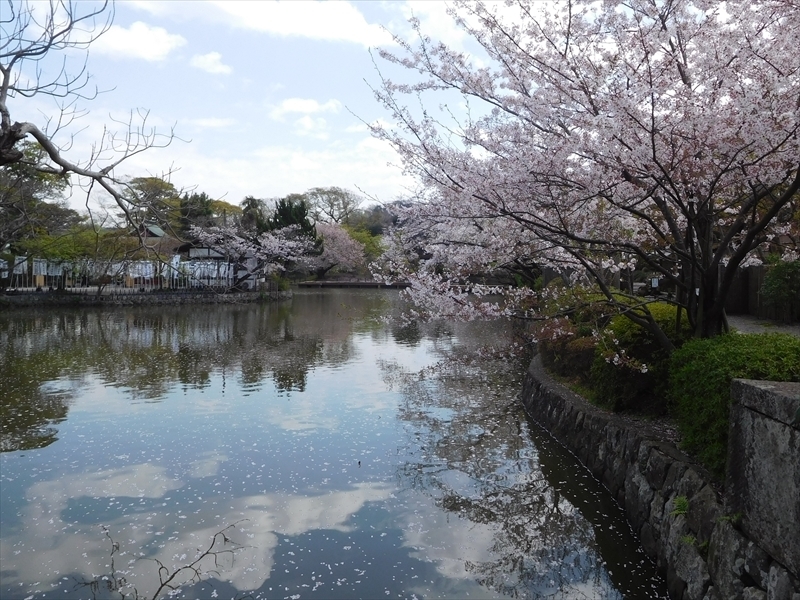 鶴岡八幡宮桜5_R.JPG